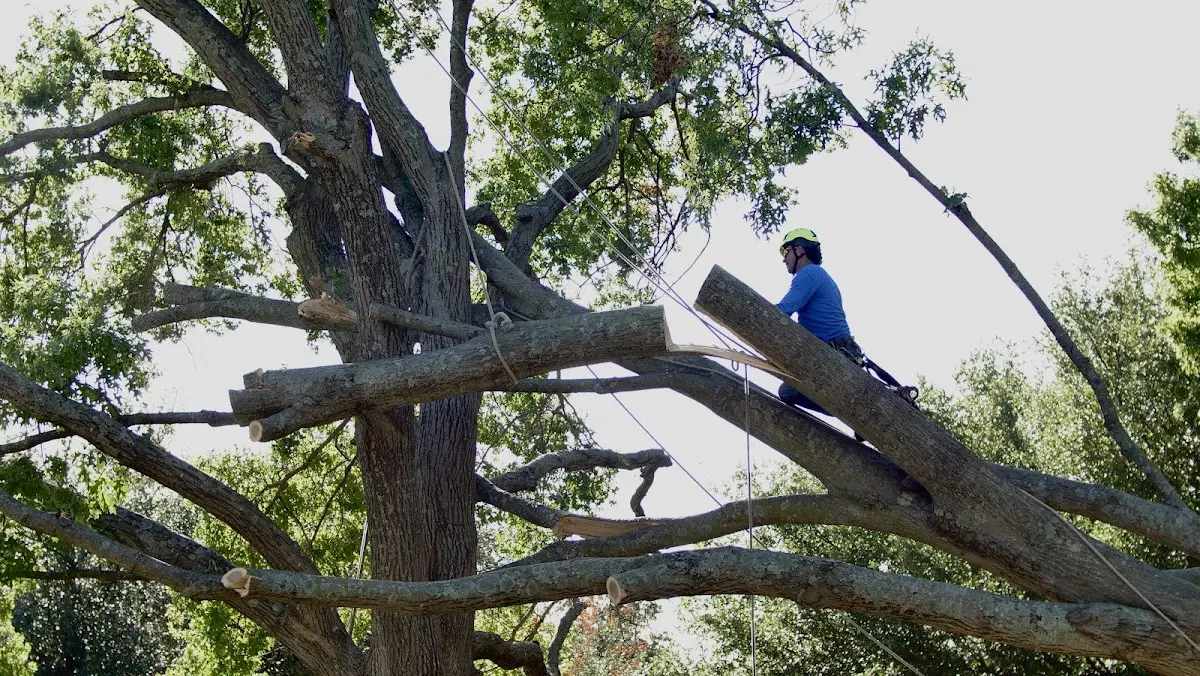 Professional Hazardous Tree Removal performed by certified arborists in Fayette